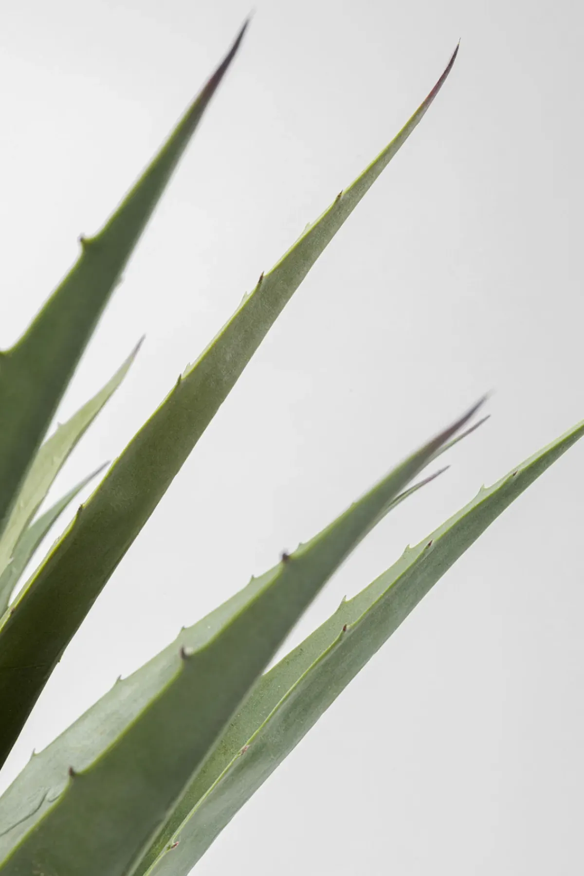 KARE24.se Konstväxt Agave - 85cm - KARE Design Clearance