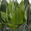 KARE24.se Konstväxt Agave - 120cm - KARE Design Online