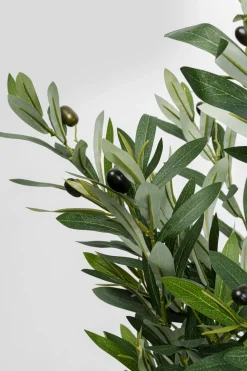 KARE24.se Konstväxt Olive Tree - Olivträd, 150cm - KARE Design