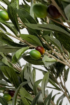 KARE24.se Konstväxt Olive Tree - Olivträd, 120cm - KARE Design Online