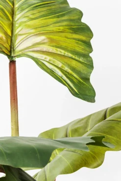 KARE24.se Konstväxt Rainforest, 160cm - KARE Design Best