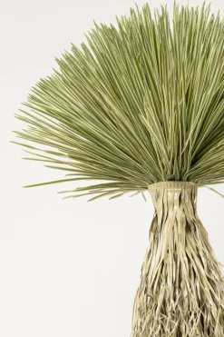 KARE24.se Kostväxt Yucca Rostrata, 240cm - KARE Design Outlet